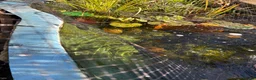 Snails invertebrates for sale: Fresh Water Swan Mussels 10x 6” in length  in Saffron Walden - Advert 3
