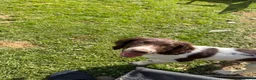 English Springer Spaniel dogs for sale: KC Registered Working Springer Spaniel Puppies - Advert 2