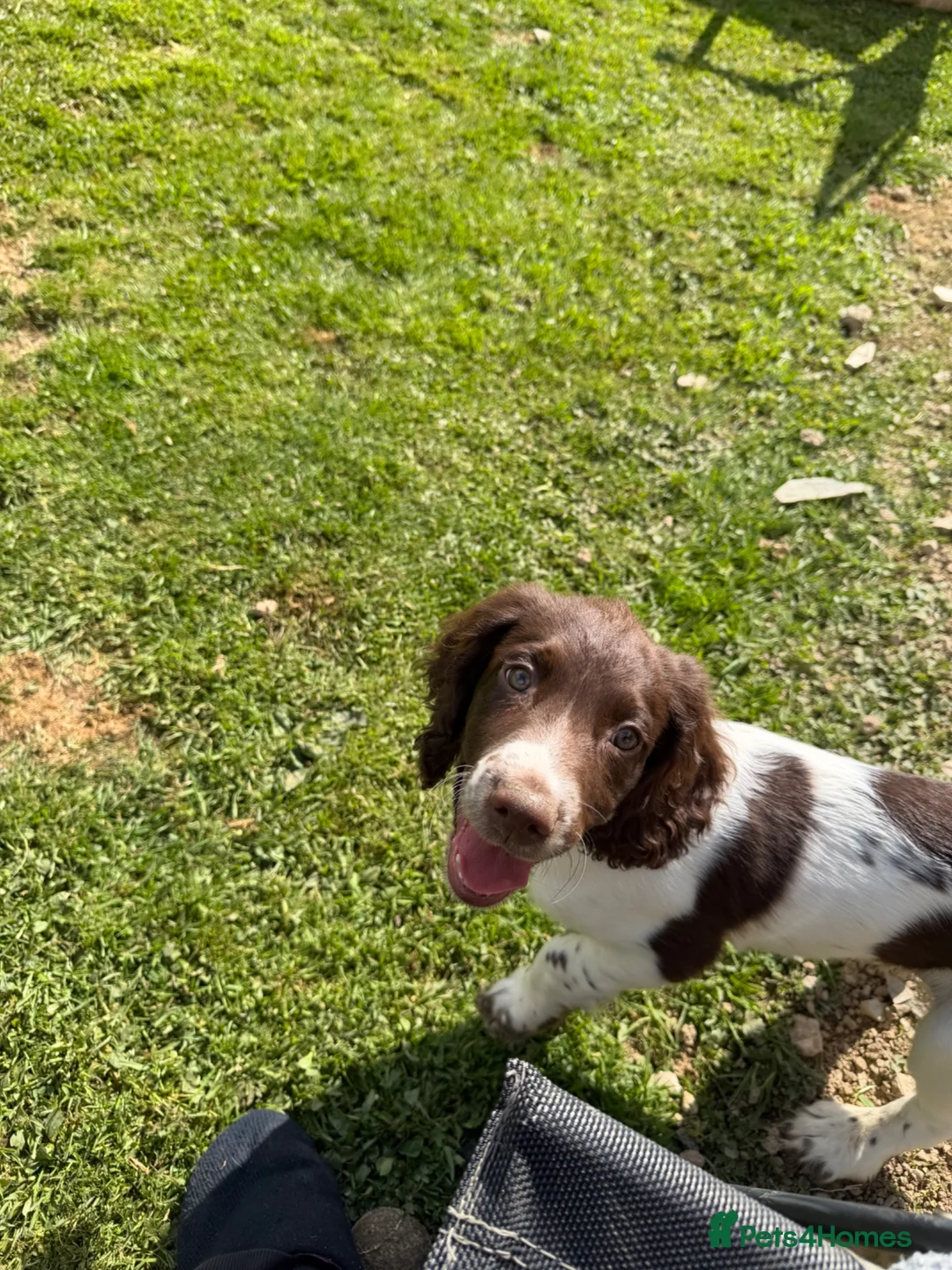 English Springer Spaniel dogs for sale: KC Registered Working Springer Spaniel Puppies - Advert 2
