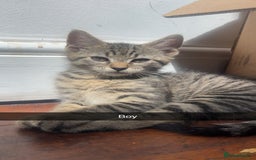 Mixed Breed cats for sale: 3 kittens urgently looking for new home  - Image 8