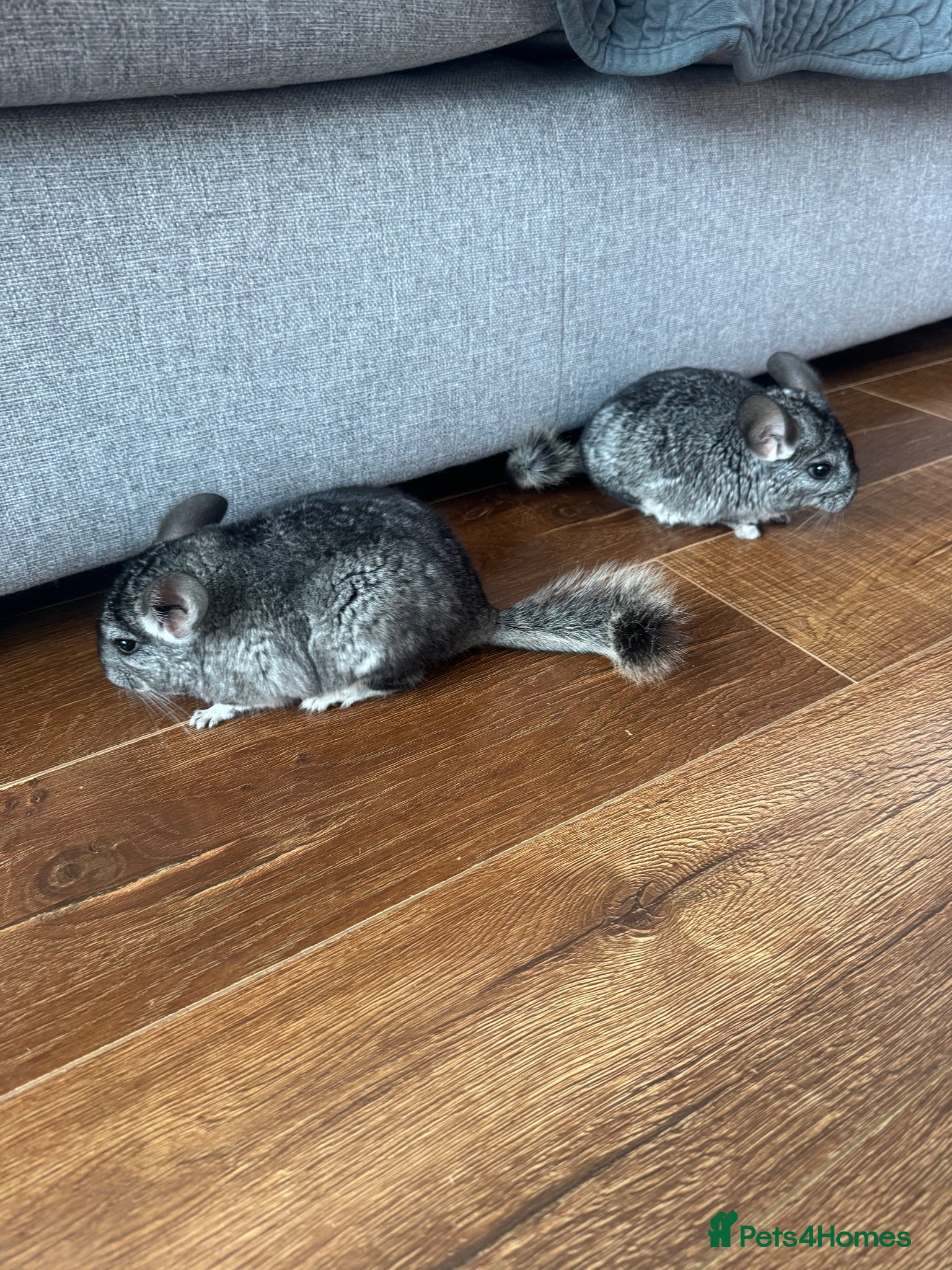 Chinchilla rodents Baby chinchillas - Advert 13