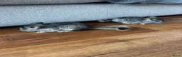Chinchilla rodents for sale: Baby chinchillas - Advert 1