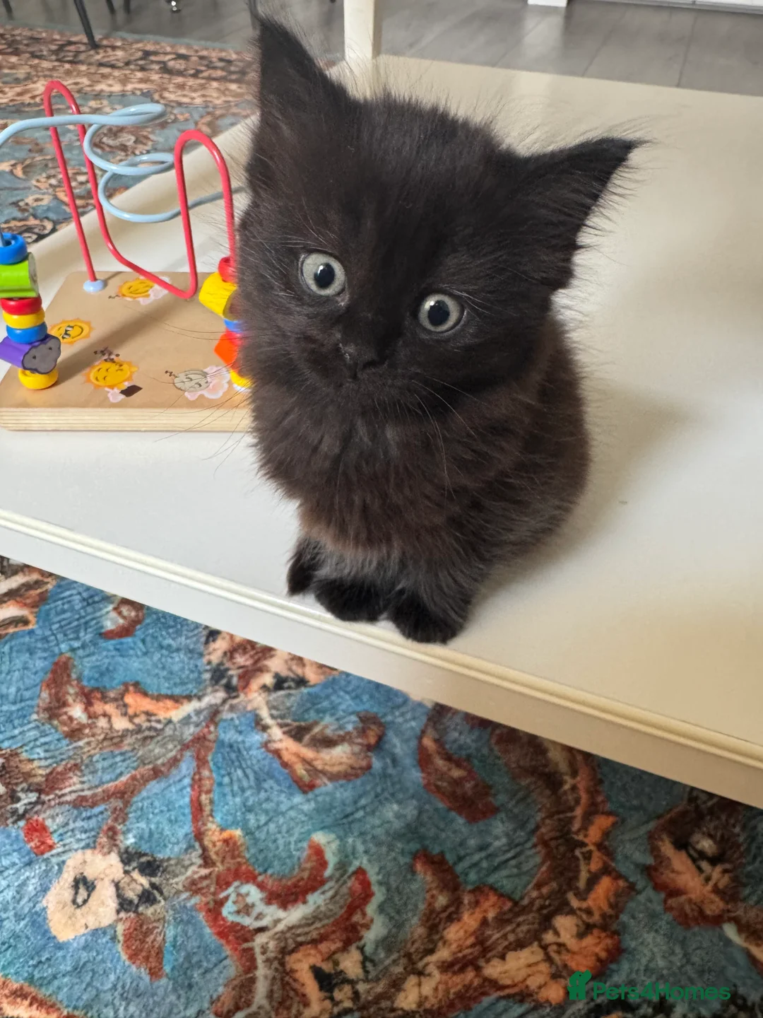 Ragdoll cats for sale: beautiful cat  - Advert 4