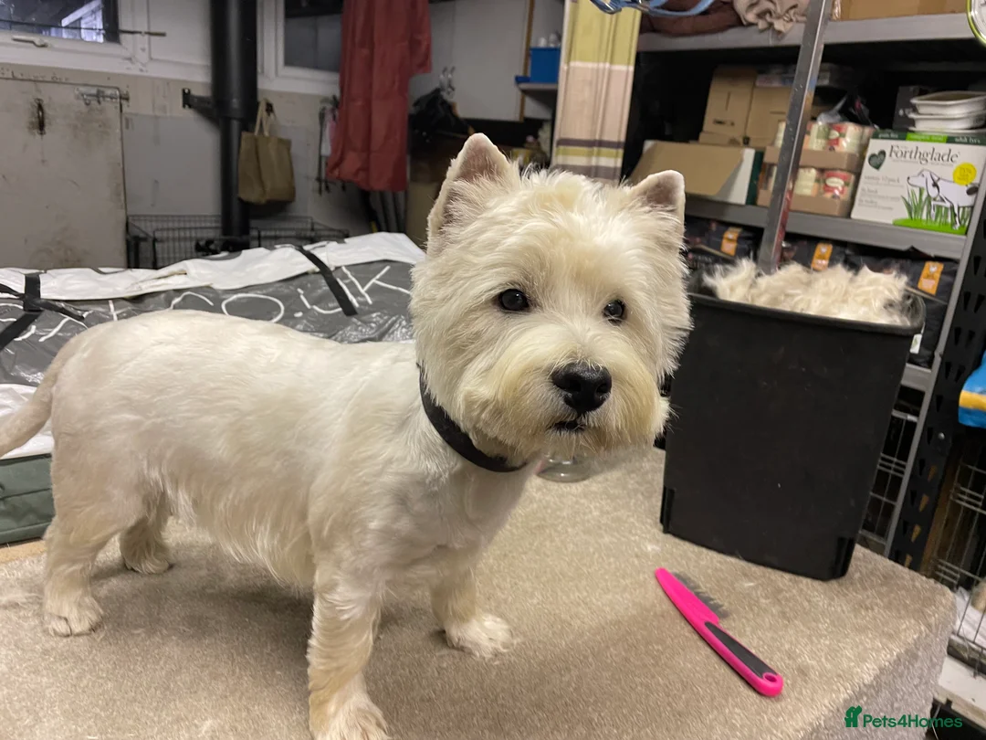 West Highland Terrier dogs for stud: Quality proven stud dogs in Doncaster - Advert 2