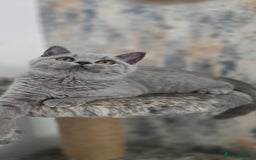British Shorthair cats for sale: Gorgeous Healthy BSH Kittens GIRLS - Image 6