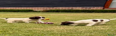 English Springer Spaniel 5