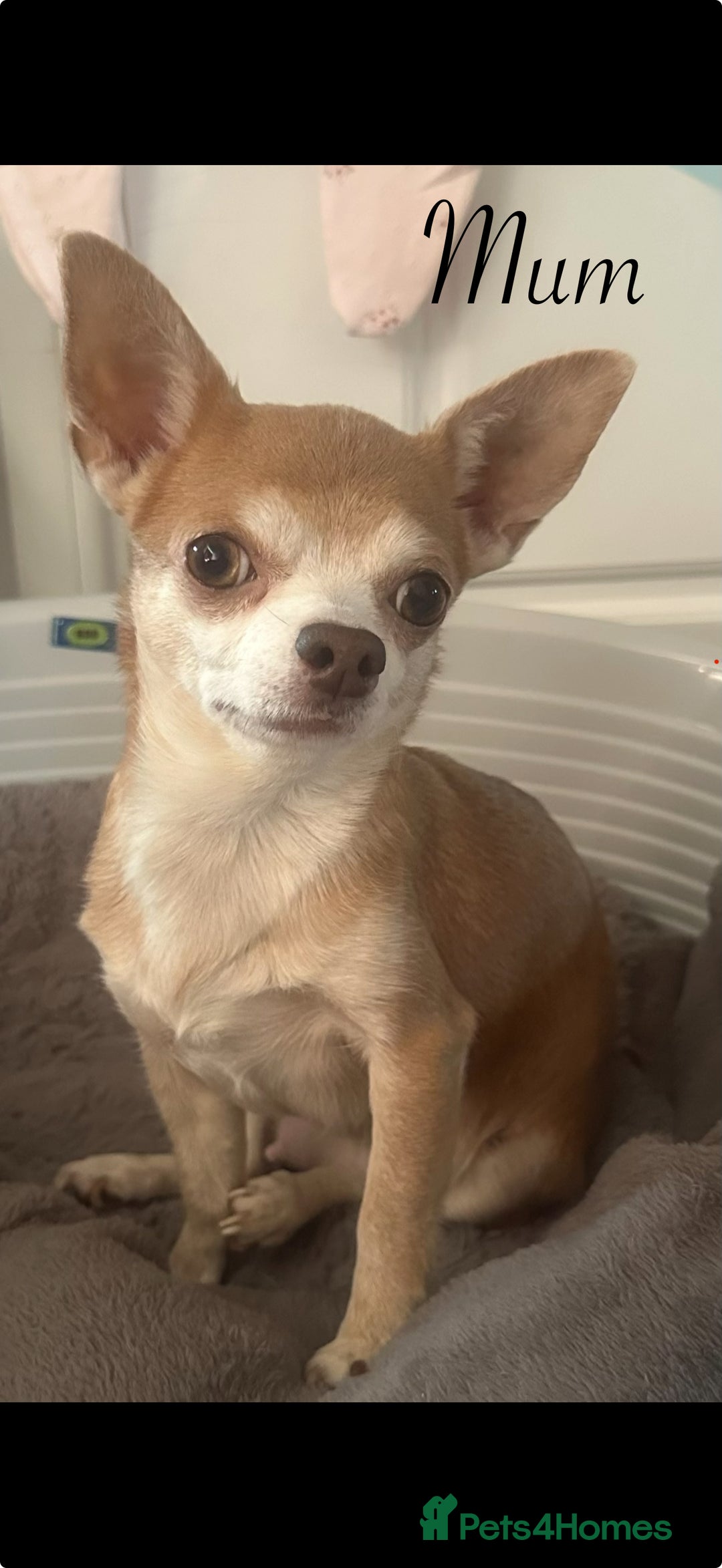 Chihuahua dogs for sale: Beautiful Chihuahua puppy’s  - Image 12