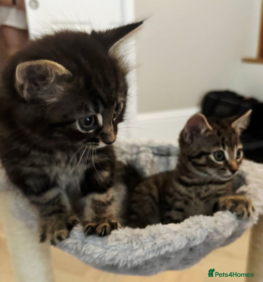 Mixed Breed cats for sale: Gorgeous Mixed Breed Main Coon Kittens  - Image 9