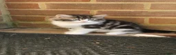 Mixed Breed cats for sale: Beautiful Ragdoll Cross & Tabby Kittens. Ready Now - Advert 6