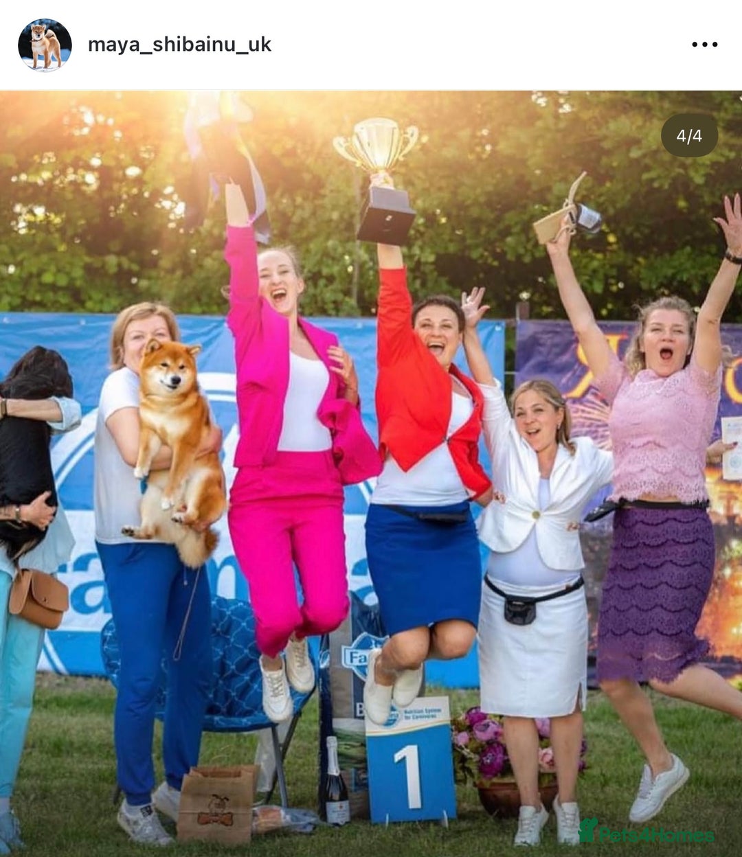 Japanese Shiba Inu dogs for sale: KC registered Clear DNA red Shiba Inu male puppy  - Advert 6