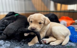 Labrador Retriever dogs for sale: 1 x Black Dog - KC reg, FTCH sired in Droitwich - Image 7