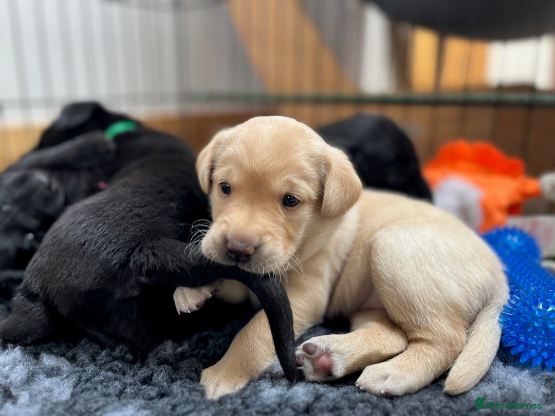 Labrador Retriever dogs for sale: 1 x Black Dog - KC reg, FTCH sired in Droitwich - Image 7