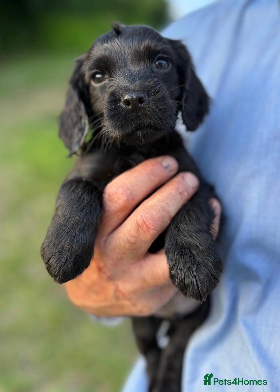 Cocker Spaniel dogs KC Registered Cocker Spaniels - Advert 1