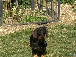 Miniature Dachshund dogs Mini wire haired dachshund for stud - Advert 3