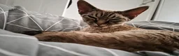 Devon Rex cats for sale: 💛 Devon Rex Kittens–2027 Litter Reservations 💛 - Advert 28