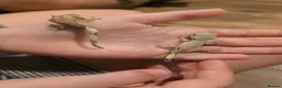 Gecko reptiles for sale: Baby crested geckos - Advert 3