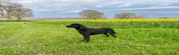 Labrador Retriever dogs for sale: KC Registered Labrador Retriever - 2 girls & 1 boy - Advert 15