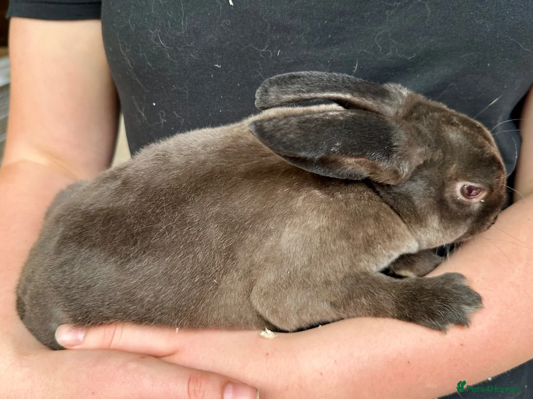 Mixed Breed rabbits for sale: Young rabbits, 9-11 weeks old - Advert 12
