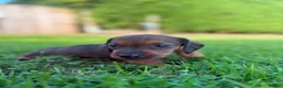 Miniature Dachshund dogs for sale: Miniature Dachshund Puppies - Advert 17
