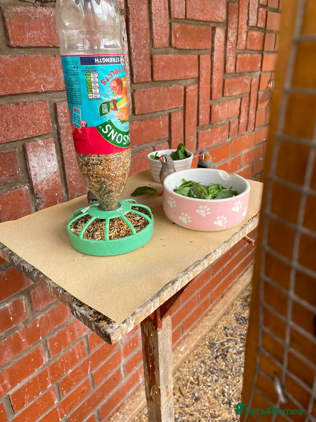 Finches birds for sale: Zebra Finch mixed Pairs  in Wrexham - Advert 2