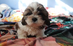 Shih Tzu dogs for sale: SHIH TZU GIRL and BOY PUPPIES TRICOLOUR READY NOW - Image 5