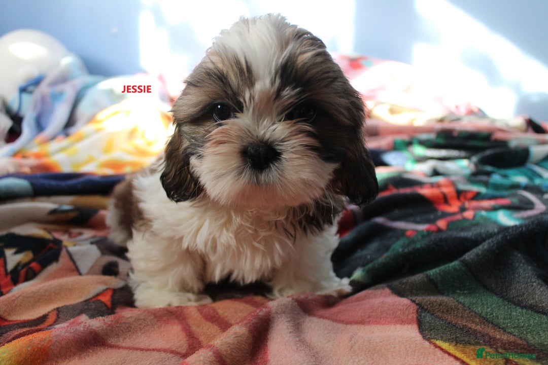 Shih Tzu dogs for sale: SHIH TZU GIRL and BOY PUPPIES TRICOLOUR READY NOW - Image 5