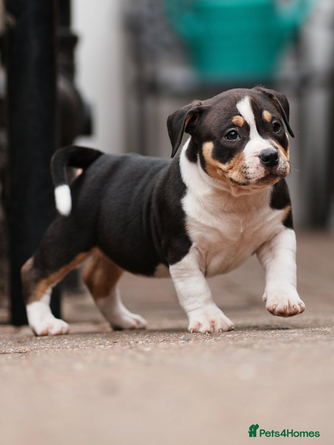 American Bully dogs for sale: Champion Bloodline American Pocket Bully Puppies - Image 31