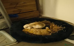 Mini Lop rabbits for sale: 4 months old adorable Mini Lops - Advert 8
