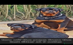 Rottweiler dogs for sale: 11 Chucky Rottweiler puppies for sale  - Image 4