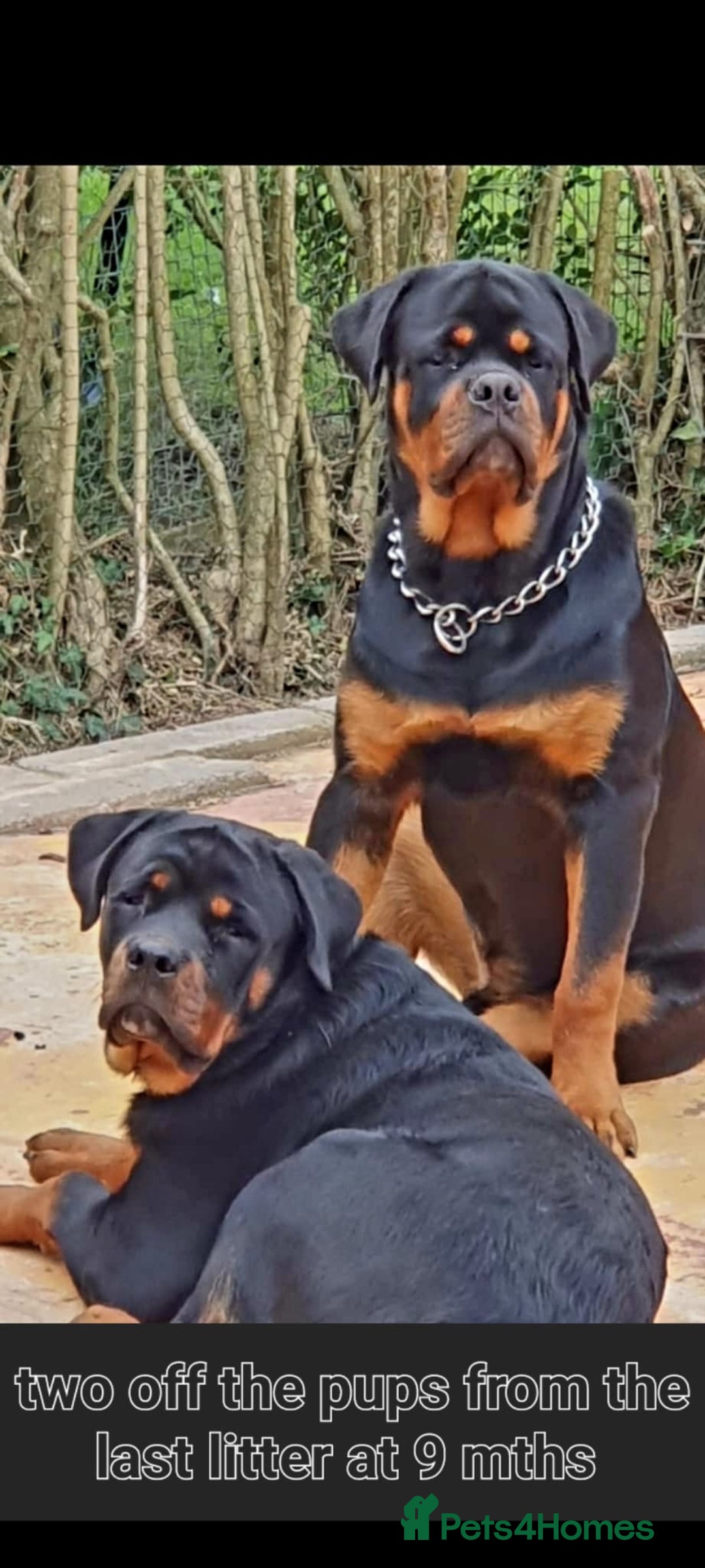 Rottweiler dogs for sale: 11 Chucky Rottweiler puppies for sale  - Image 4