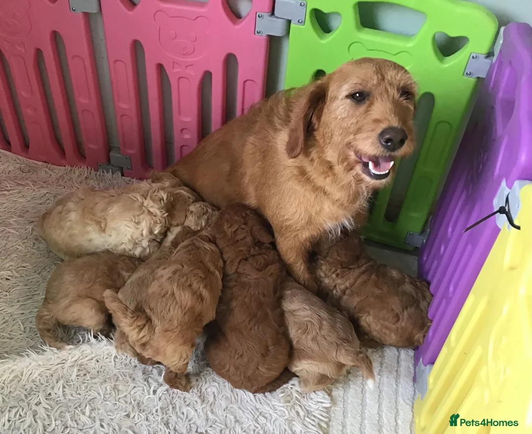 Labradoodle dogs for sale: Perfect F1B Mini Labradoodle Puppies - Advert 2