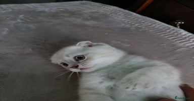 British Shorthair cats - Advert 10