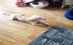 Mixed Breed dogs for sale: 7month boy golden retriever spaniel sam - Image 7