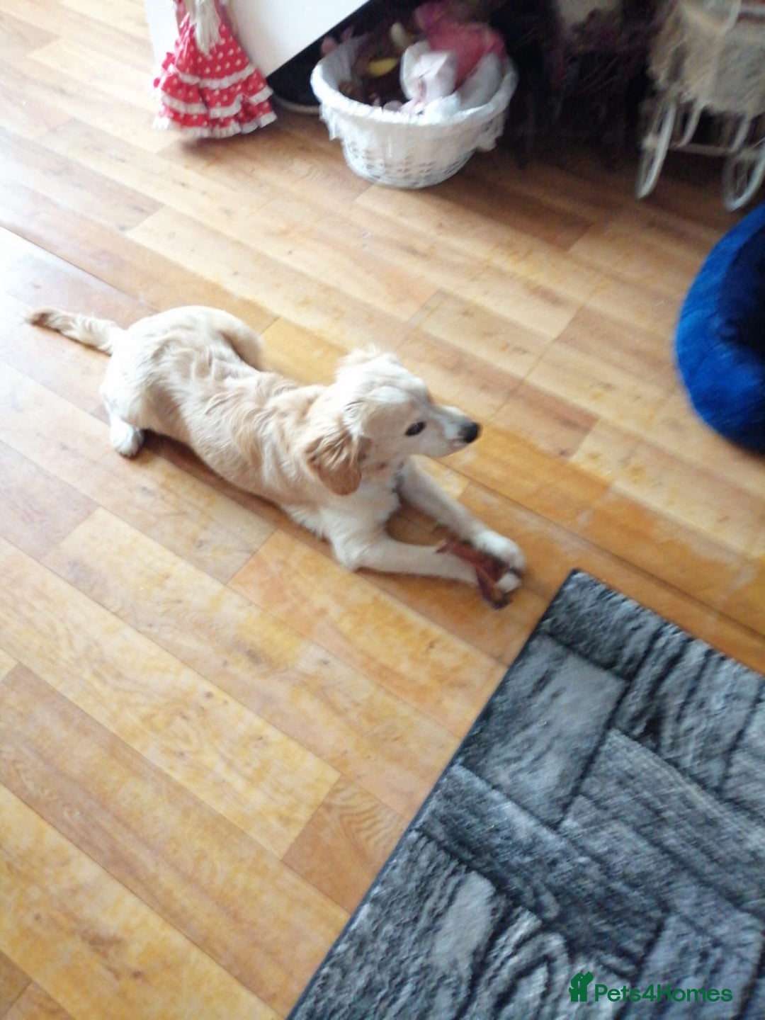 Mixed Breed dogs for sale: 7month boy golden retriever spaniel sam - Image 7