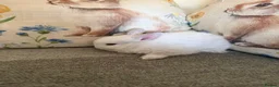 Mixed Breed rabbits for sale: Baby rabbits  in Wrexham - Advert 9