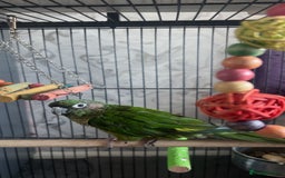 Conures birds for sale: Green cheek conure  - Advert 3