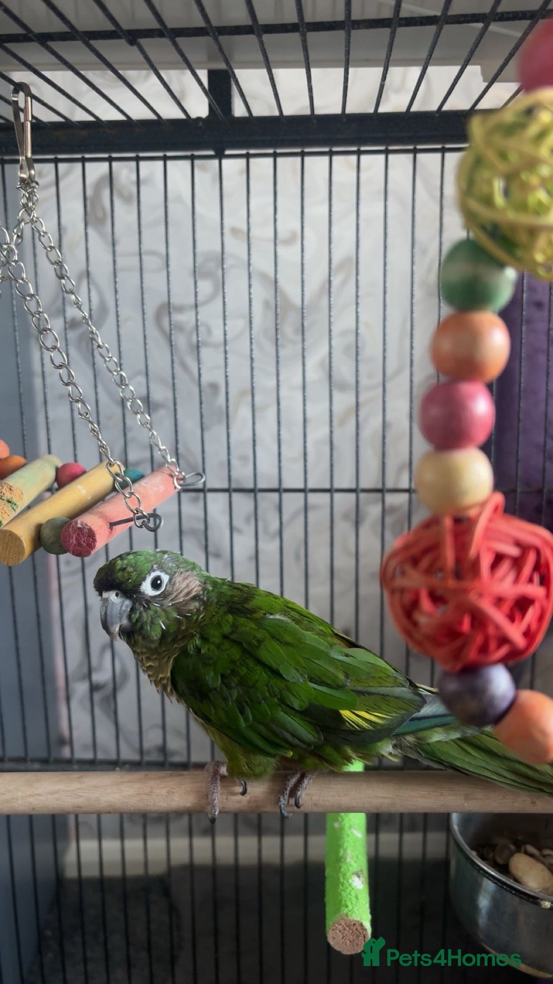 Conures birds for sale: Green cheek conure  - Advert 3