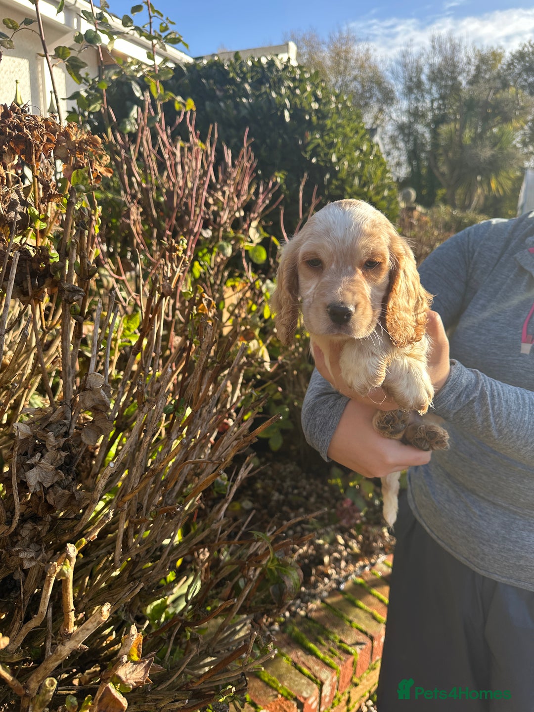 Cocker Spaniel dogs for sale: 1 boy available orange roan  - Advert 5