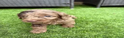 Cockapoo dogs for sale: 🐾 Beautiful Cockapoo Puppies 🐾 - Advert 4