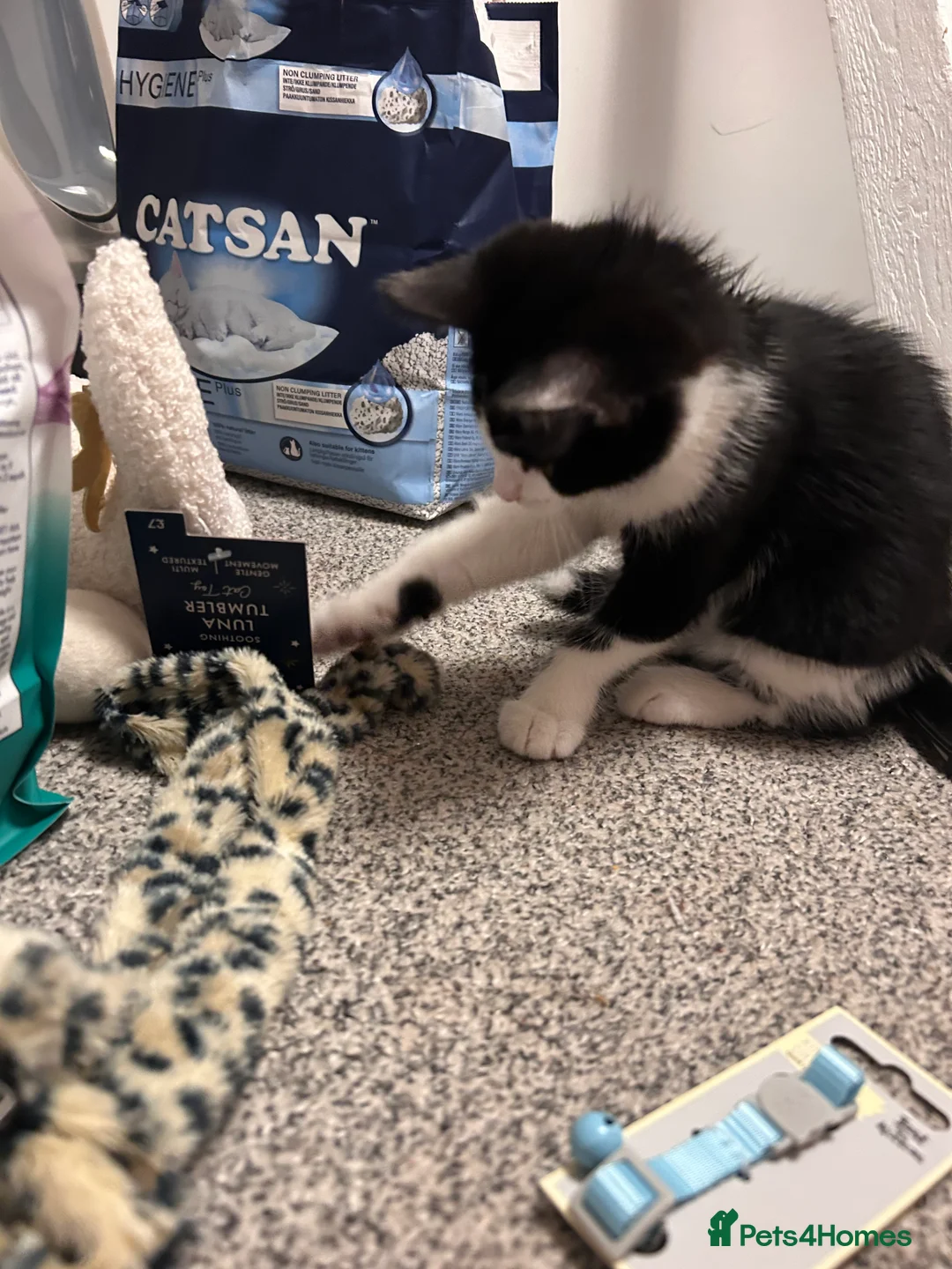 Mixed Breed cats for sale: Gentle Male Kitten (+ litter tray, food, toys…) - Advert 11