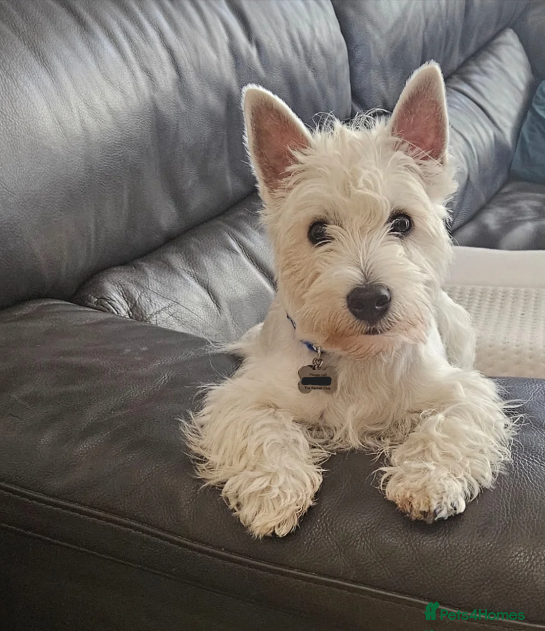 West Highland Terrier dogs for stud: Kennel registered westie for stud in Hounslow - Advert 2
