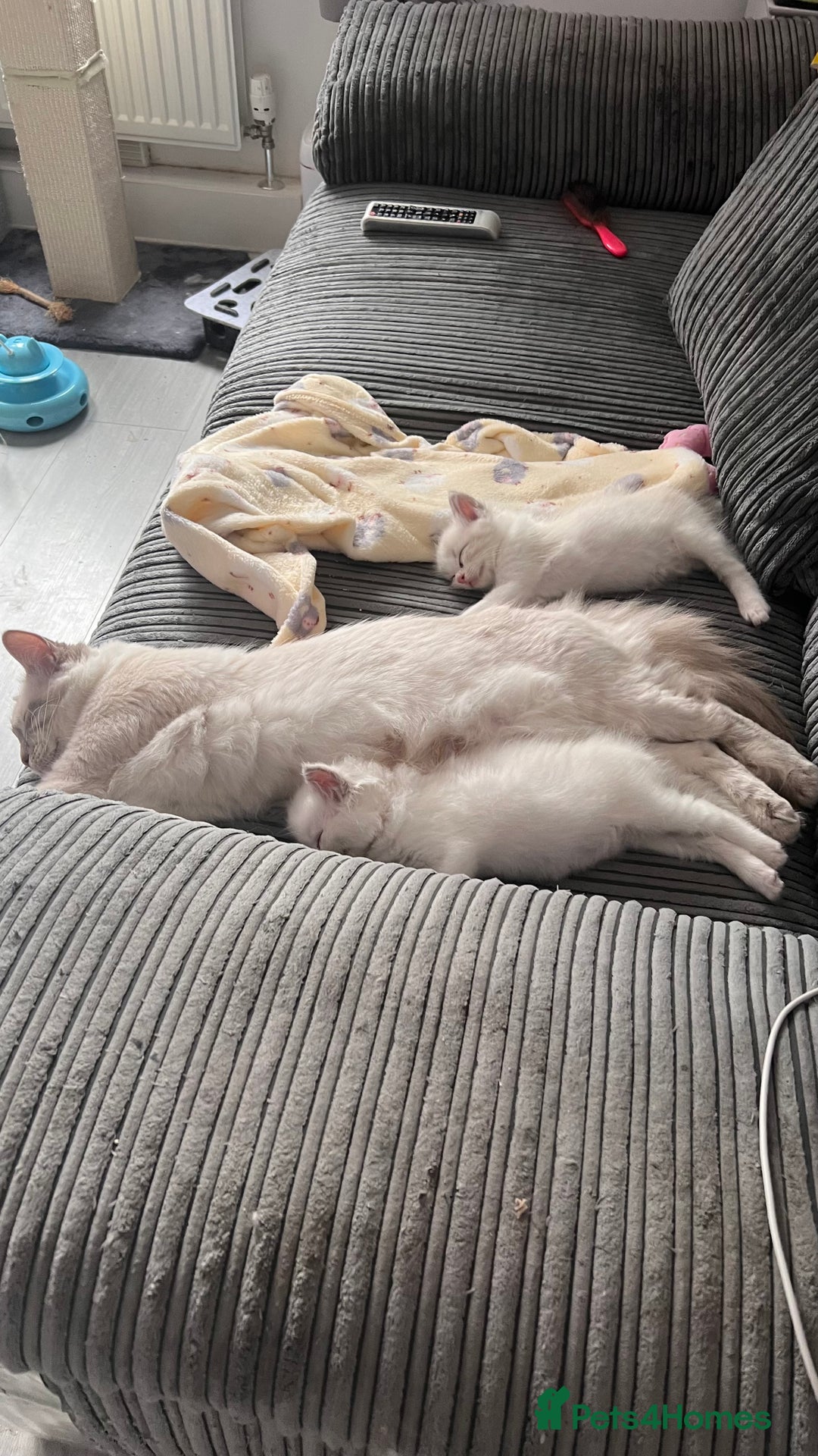 Ragdoll cats for sale: Beautiful Ragdoll kittens - Image 14