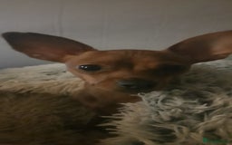 Russian Toy Terrier dogs for sale: Russain toys. - Image 7