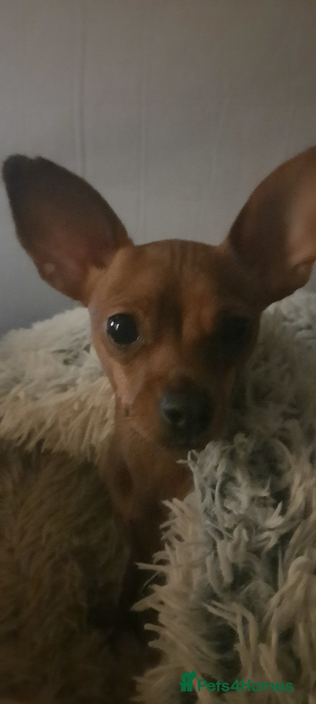 Russian Toy Terrier dogs for sale: Russain toys. - Image 7