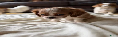 Cavalier King Charles Spaniel 2