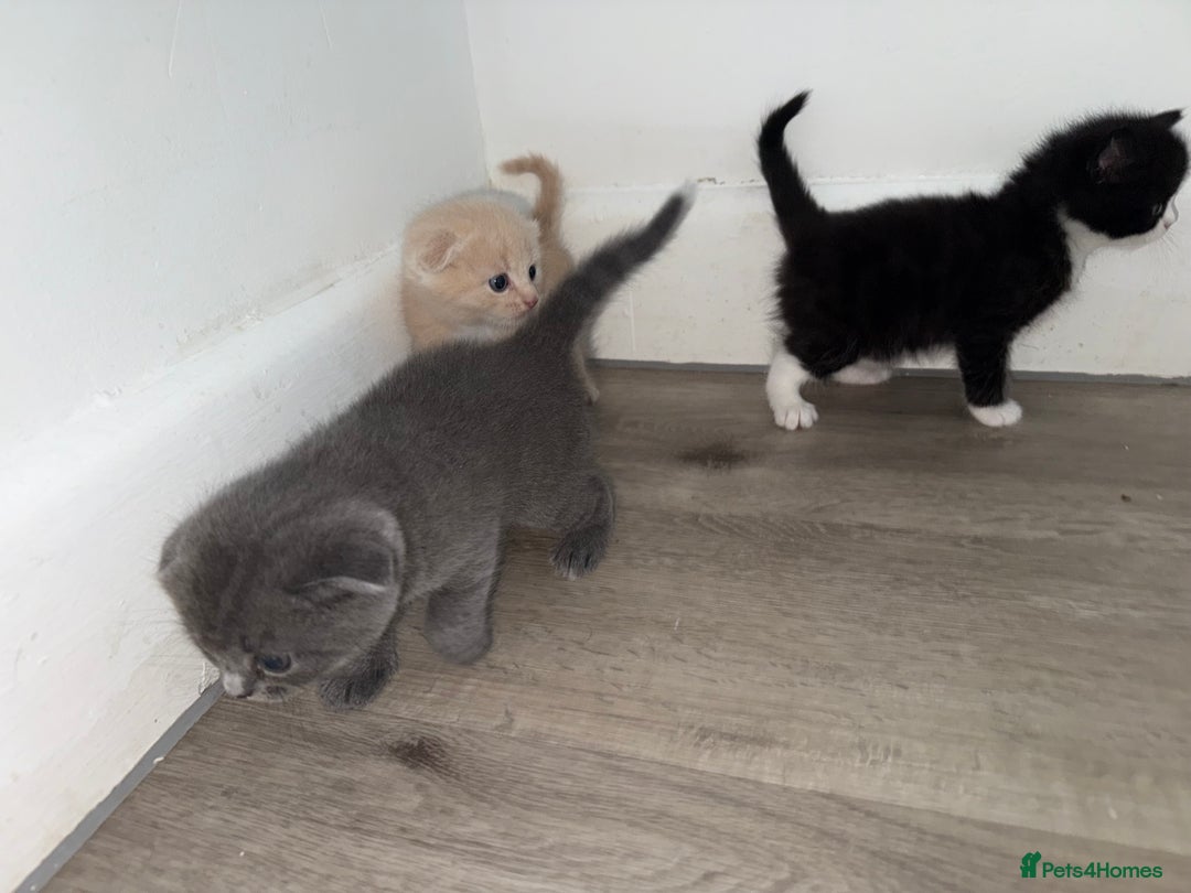 Scottish Fold cats for sale: Kittens. Scottish fold - Image 5