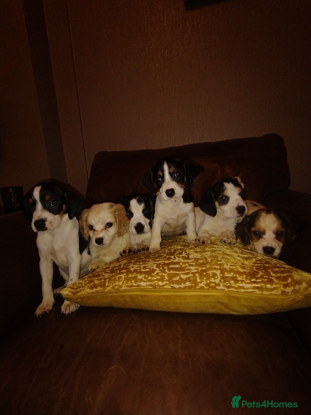 Mixed Breed dogs for sale: Cavajacks for sale - Image 2