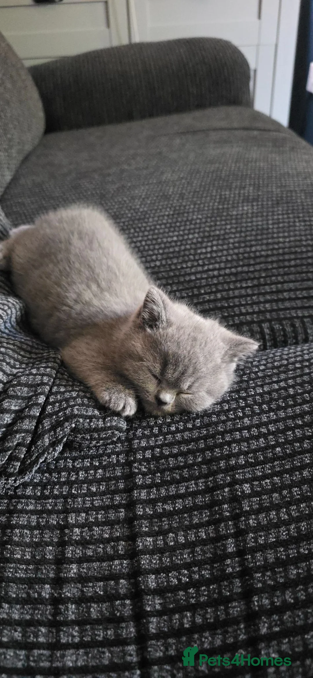 British Shorthair cats for sale: Beautiful British Short Hair Kittens - Advert 11