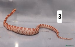 Corn Snake reptiles for sale: Corn Snake Hatchling's  - Image 9