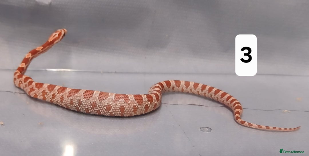 Corn Snake reptiles for sale: Corn Snake Hatchling's  - Image 9